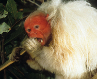 White bald-headed uakari (Cacajao calvus calvus)