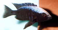 Copadichromis mloto, : aquarium