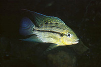 Tilapia brevimanus, :