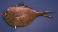 Brama caribbea, Caribbean pomfret: fisheries