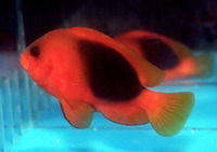 Amphiprion ephippium, Saddle anemonefish: aquarium
