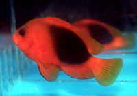 Amphiprion ephippium, Saddle anemonefish: aquarium