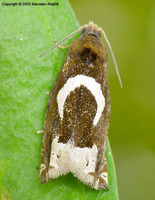 Epiblema foenella