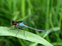 Erythromma najas - Red-eyed Damselfly