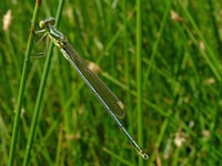 Lestes virens