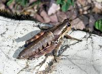 Podisma pedestris
