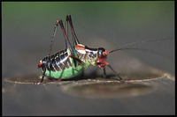 Barbitistes ocskayi