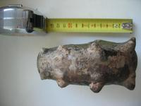 Peltoceras