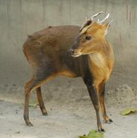 Image of: Muntiacus reevesi (Reeves's muntjac)