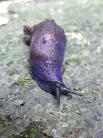 Bielzia coerulans
