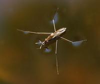 Image of: Gerridae (water striders)