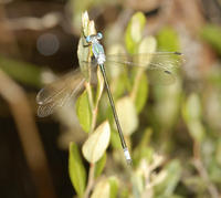 Image of: Lestes eurinus