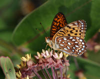 Image of: Speyeria atlantis (atlantis fritillary)