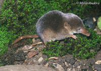 Sorex araneus - Common Shrew