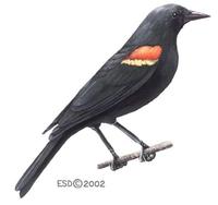 Image of: Agelaius phoeniceus (red-winged blackbird)