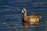 Image of: Anas discors (blue-winged teal)