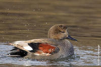 Image of: Anas strepera (gadwall)