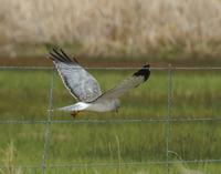 Image of: Circus cyaneus (northern harrier;hen harrier)
