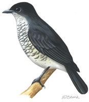 Image of: Fraseria ocreata (Fraser's forest flycatcher)