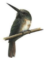 Image of: Jacamaralcyon tridactyla (three-toed jacamar)