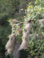 Image of: Psarocolius montezuma (Montezuma oropendola)