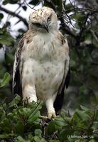 Image of: Spizaetus cirrhatus (changeable hawk-eagle)