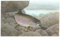 Image of: Oncorhynchus mykiss (rainbow trout)