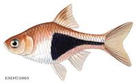 Image of: Rasbora heteromorpha (harlequin)