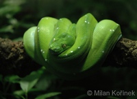 Chondropython viridis - Green tree python