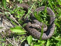 Vipera berus - Adder