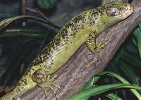 Corucia zebrata - Solomon Island Skink