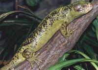 Corucia zebrata - Solomon Island Skink