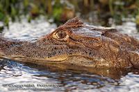 Caiman crocodilus fuscus - Brown Caiman
