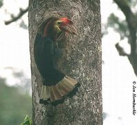 Rufous-headed Hornbill - Aceros waldeni