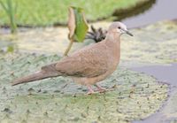 Spotted Dove - Streptopelia chinensis