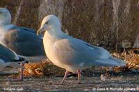 Iceland Gull - Larus glaucoides