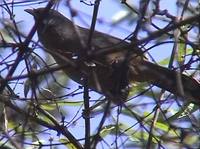 Snowy-cheeked Laughingthrush - Garrulax sukatschewi