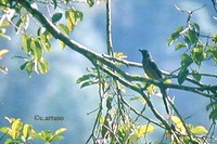 Sumatran Treepie - Dendrocitta occipitalis