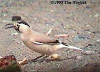 Xinjiang Ground-jay - Podoces biddulphi