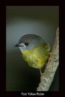 Pale Yellow Robin