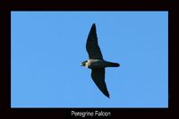 Peregrine Falcon