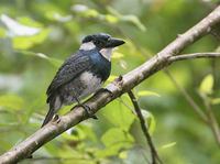 Black-breasted Puffbird (Notharchus pectoralis) photo