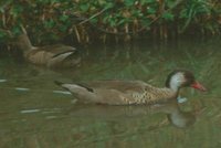 Brazilian Teal - Amazonetta brasiliensis