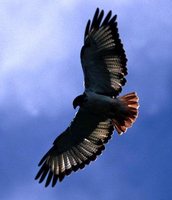 Augur Buzzard - Buteo augur