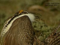 Greater Sage Grouse - Centrocercus urophasianus