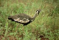 Hartlaub's Bustard - Lissotis hartlaubii