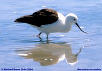 Andean Avocet - Recurvirostra andina