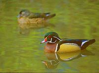 Wood Duck (Aix sponsa) photo