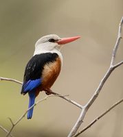 Gray-headed Kingfisher (Halcyon leucocephala) photo