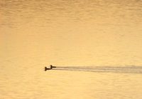 Arctic Loon (Gavia arctica) photo